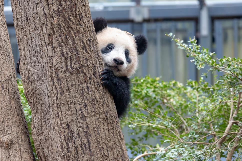 National Panda Day Bricolage Philippines Inc. MR.DIY
